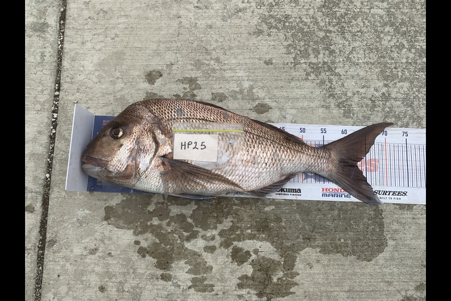 Mark Piskulic caught this 62.5cm Snapper at Northland during The Hirepool Baitmates Fishing Comp